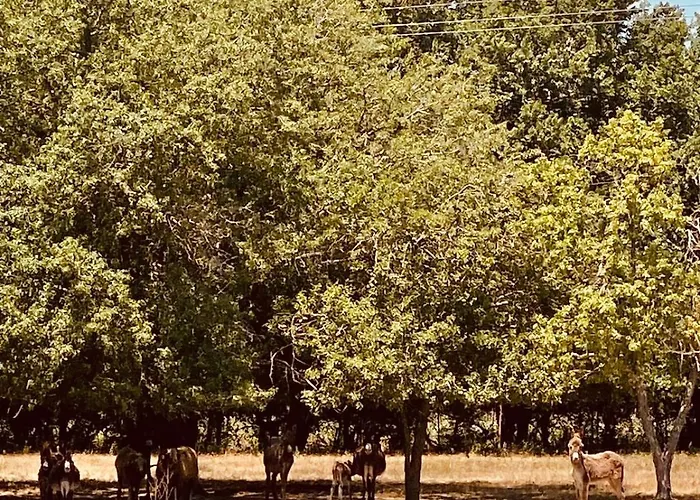 Avrami Inicio Villa *