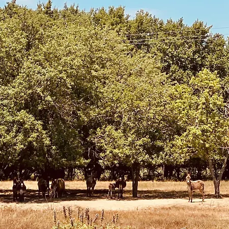 Avrami Inicio 빌라 *